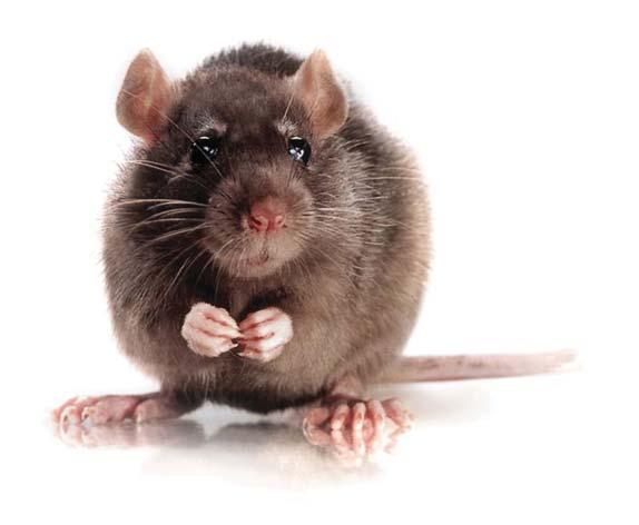 Lab Animal Catalogue 26 INBRED RATS INBRED RATS Brown Norway Rats (BN) BN/ Crl Silvers and Billingham Wister InstitueKing Ratspen-bred colonyking and Aptekman wild rats colonymutation Radiobiology