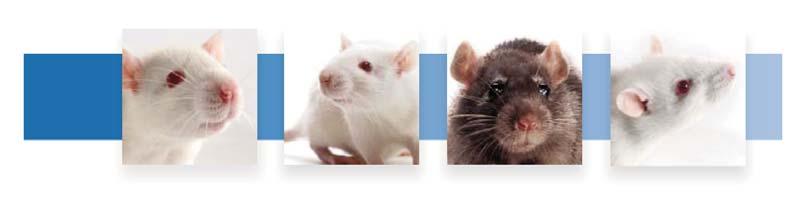 27 Orientbio Research Models INBRED RATS Dahl/Salt Sensitive Rats (Dahl/SS) SS/JrHsdMcwiCrl Harlan SS/Jr colonydr.