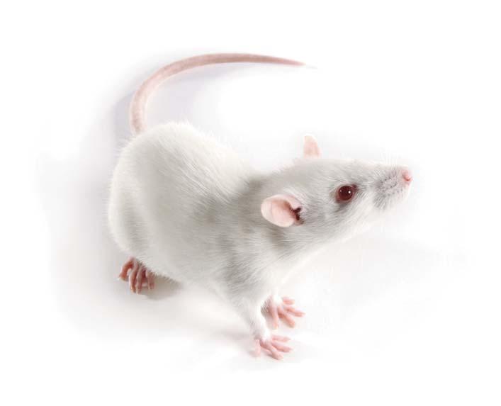 29 Orientbio Research Models INBRED RATS Lewis Rats LEW/CrljOri 1950Dr.