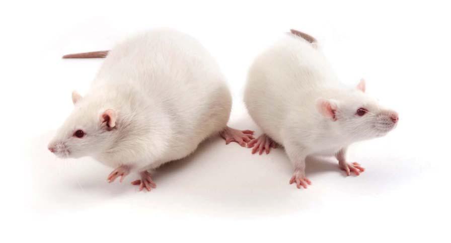 Lab Animal Catalogue 30 INBRED RATS PCK Rats PCK/ CrljCrl-Pkhd1 PCK / Crl polycystic kidney Charles River CD rat colonypkhd1 gene mutation Katsuyama autosomal recessive Pkhd1 gene mutationhuman