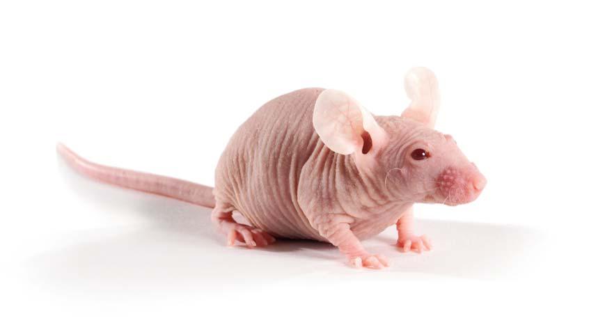 Lab Animal Catalogue 34 OUTBRED MICE SKH1 Mice CrlOri:SKH1-Hr hr non-pedigreedhairless strain of micenew York City Temple UniversityTemple UniversitySkin and cancer Charles
