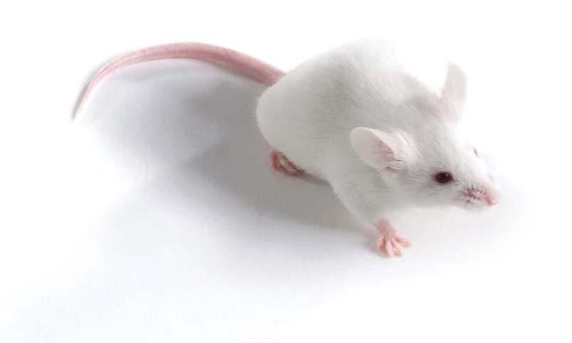 35 Orientbio Research Models INBRED MICE BALB/c Mice BALB/ canncrljori J.