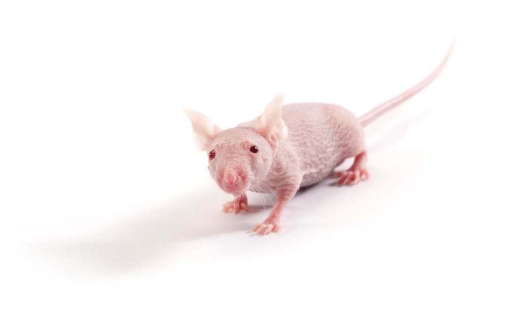 Lab Animal Catalogue 42 IMMUNODEFICIENT MODELS BALB/c Nude Mice CAnN.