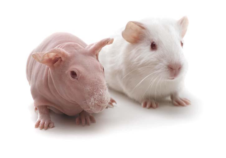 Lab Animal Catalogue 46 OUTBRED GUINEA PIGS Hartley Guinea Pigs CrlOri:HA MillhillMedical Research Council Charles River White (Acromelanic Albino) Vaccine, Pesticide, Weight(groms) 1,000 800 600 400