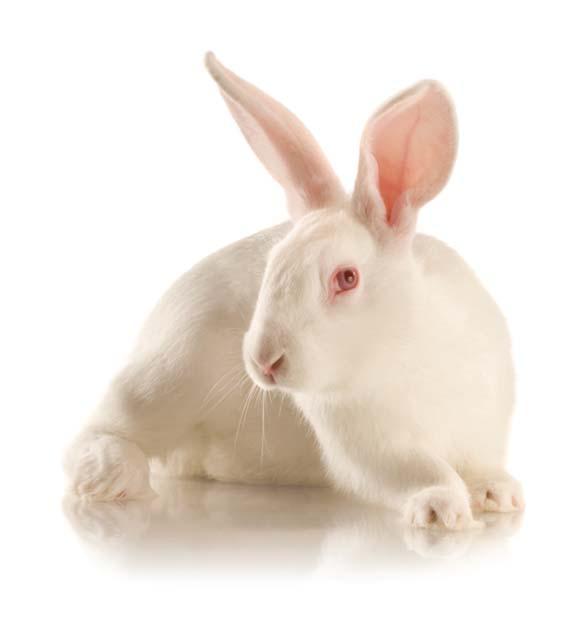 49 Orientbio Research Models SPF RABBITS New Zealand White SPF Rabbits Yac; NZW (KBL) Items Pasteurella multocida Bordetella bronchispetica Salmonella spp Eimeria spp Ear mange Body mange Gross