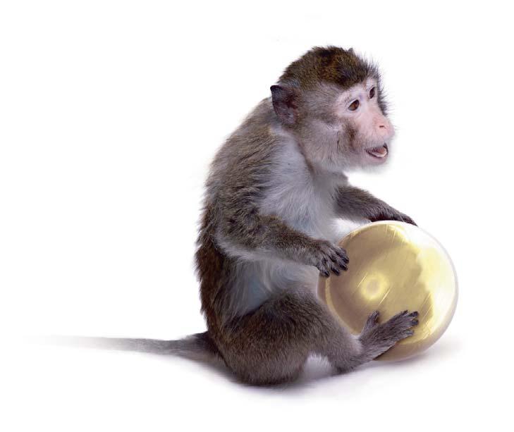 Lab Animal Catalogue 52 MONKEY Monkey Monkey Cynomolgus / Rhesus 1. Hematological Value WBC 10. 3 / RBC 10. 6 / HGB g/dl HCT % MCV fl MCH pg MCHC g/dl PLT 10. 3 / Mean 10.38 5.38 13.29 39.81 74.03 24.