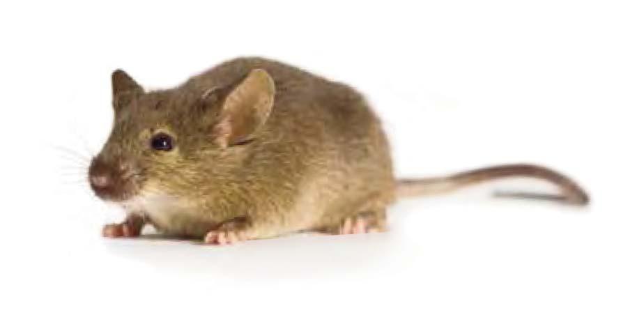 Lab Animal Catalogue 54 JAX INBRED STRAINS 129S1/SvlmJ 002448 Key features Widely used to produce targeted mutants Developed to be a control for mice produced from steel-derived ES cell lines