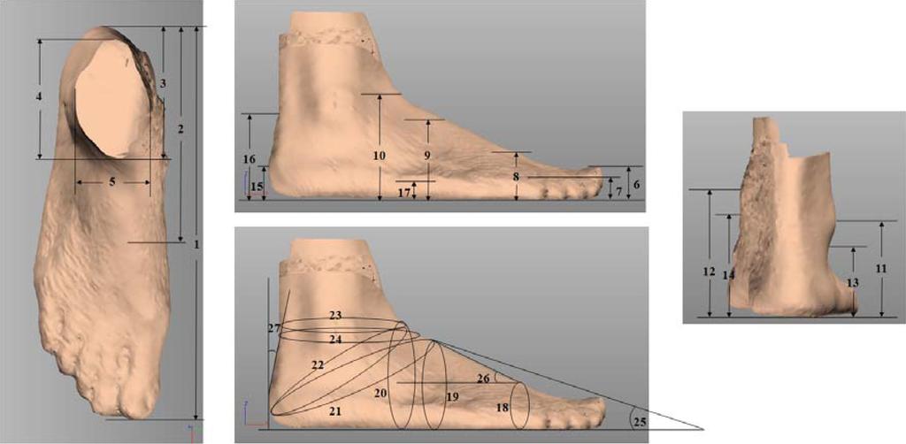 16 한국의류학회지 Vol. 38 No. 3, 2014 Fig. 2. Foot dimensions. Table 2. Measuremen items Length Width Angle 1. Foot length / 2. Heel-to-toe 1 length / 3. Heel-to-toe 2 length / 4. Heel-to-toe 5 length / 5.