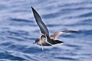 Occurrence: Photograps of this bird flying with a rope from a commercial fishery were taken in June 2010 near Marado Island of