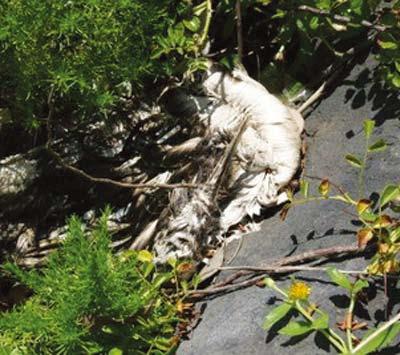 9. 쇠백로 9. Little Egret 황새목백로과 Egretta garzetta 사건 : 낚싯바늘이부리에얽혀죽어있는것을 2010년 7월 29일제주도차귀도에서해양쓰레기정기모니터링중 ( 사 ) 동아시아바다공동체오션이발견하여사진을촬영하였다. 분포 : 유럽, 아시아, 아프리카전체에흔히존재하며 (IUCN, 2011), 한국에서도흔하다 ( 강창완등, 2009).