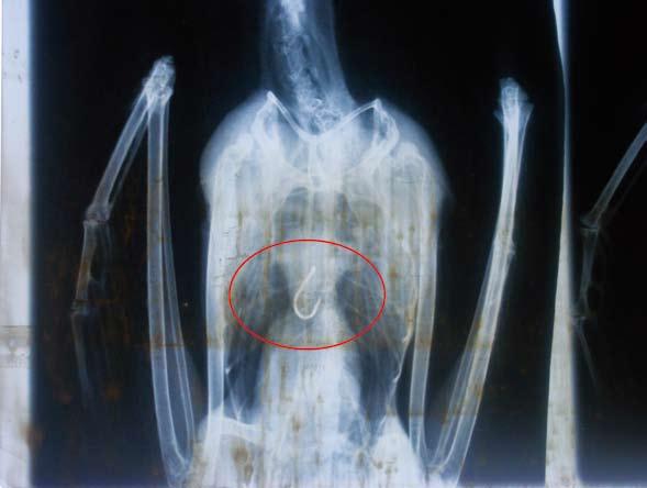 20. 괭이갈매기 -4 도요목갈매기과 20. Black-tailed Gull -4 Larus crassirostris 사건 : 2009년 5월 3일낙동강하구둑옆수로에서발견된사체를부산야생동물치료센터여광영수의사가 X-ray를촬영한결과낚싯바늘을삼킨것이확인되었다.