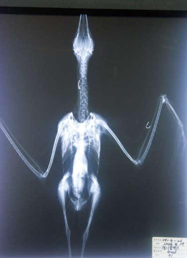 21. 괭이갈매기 -5 도요목갈매기과 21. Black-tailed Gull -5 Larus crassirostris 사건 : 2009년 9월 17일부산시다대포해변에서발견된사체를부산야생동물치료센터여광영수의사가 X-ray를촬영한결과낚싯바늘을삼키고날개에도걸린것이확인되었다.