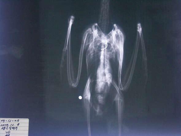 22. 괭이갈매기 -6 도요목갈매기과 22. Black-tailed Gull -6 Larus crassirostris 사건 : 2009년 12월 7일부산시한국해양대학교에서발견된사체를부산야생동물치료센터여광영수의사가 X-ray를촬영한결과낚싯바늘을삼킨것이확인되었다.