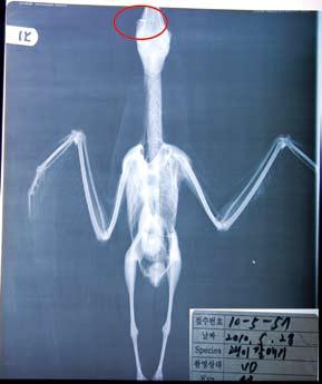 23. 괭이갈매기 -7 도요목갈매기과 23. Black-tailed Gull -7 Larus crassirostris 사건 : 2010 년 5 월 28 일낙동강하구에서발견된사 체를부산야생동물치료센터여광영수의사가 X-ray 를촬영한결과낚싯바늘을삼킨것이확인되었다.