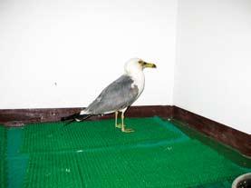 27. 괭이갈매기 -11 도요목갈매기과 27. Black-tailed Gull -11 Larus crassirostris 사건 : 2010 년낙동강하구에서발견된사체를부산 야생동물치료센터에서부검한결과낚싯바늘을삼킨것이확인되었다.
