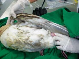 Occurrence: A Slaty-backed Gull entangled with a sport fishing hook and line was found in May 2011 by staff at the Jeju Wildlife Rescue Center.