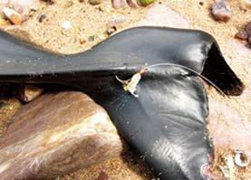 The damage from bycatch or ghost fishing is so serious in Korea that 298 porpoises were confirmed dead from bycatch in 2008 (Choi et al., 2010).