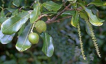 (Proteaceae) 의상록교목마카다미아 (Macadamia ternifolia) 의열매를압착하여얻은지방유입니다.
