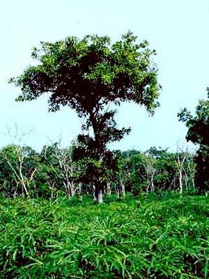 선을흡수하기쉬워자외선차단제의기제로많이사용되고, 카카오지방과마찬가지고크림기제로서안정성이매우우수하고특히 W/O제형에많이이용된다. [ 그림 ] 쉐어 (Butyrospermum parkii Kotschy) 나무와열매 비중 : 0.91~0.