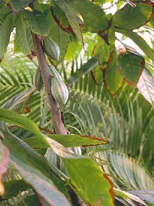 [ 그림 ] 카카오나무 (Theobroma cacao L.