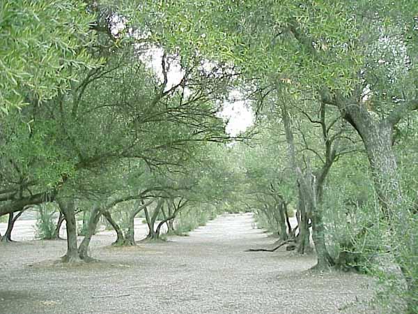 [ 그림 ] 올리브나무 (Olea europaea L.) 비중 : 0.910~0.916, 검화가 : 186~194, 요오드가 : 79~88 3) 아보카도유 (Avocado Oil) 아보카도유는아메리카의캘리포니아주혹은플로리다주에서자라는아보카도나무 (Persea Americana) 의과실에서채취하는지방유이다.