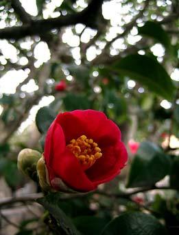 [ 그림 ] 동백나무 (Camellia Japonica L.) 의꽃과종자 비중 : 0.916~0.