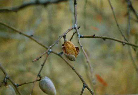 [ 그림 ] 아몬드 (Prunus amygdalus Batsch) 의꽃과종자 7) 참깨유 (Sesamine Oil) 참깨유혹은참기름은참깨과 (Pedaliaceae) 의참깨 (Sesamum indicum Linne)