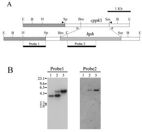 Fig. 2. Restriction map and Southern blot analysis of heterokaryotic parental strain and pure cppk1-null mutant.