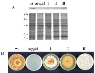 Fig. 4. Western blot analysis (A) and colony morphology (B) of representative C. parasitica strains transformed by anti-sense copies of cppk1.