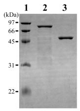 Fig. 5. SDS-PAGE of purified E. coli-expressed full-length and truncated CpPK1. Lanes 2 and 3 contain E.