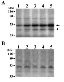 Fig. 6. Kinase assay of CpPK1 using cell-free extracts. (A) Lane 1 shows the phosphorylation pattern of endogenous proteins without E. coli-expressed CpPK1.
