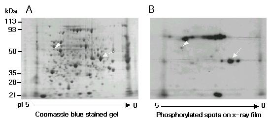 Fig. 8. 2D-PAGE of phosphorylated proteins of C. parasitica.