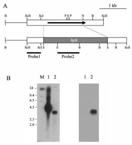 Fig 16. Restriction and Southern blot analyses of the cplc1-null mutant (TdPLC7) and the wild-type EP155/2.