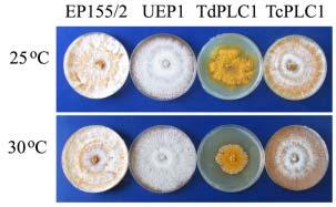 Fig.17. Colony morphologies on PDAmb. The colony morphology after 14 days of cultivation is shown.