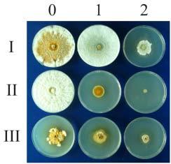 Fig.18. Colony morphology under the hyperosmotic conditions. The numbers on the top refer to molar concentrations of sorbitol.