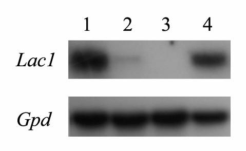 Fig. 19. Northern blot analysis of lac1 using RNA samples from strains that were complemented with the yeast PLC1 gene.