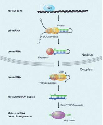 AccuTarget mirnas Overview MicroRNA(miRNA) 는 21~25 nucleotide(nt) 의 small non-coding RNA 분자로서진핵생물의유전자발현을제어하는조절물질입니다.