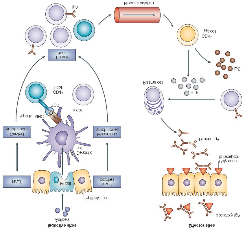 김동영 Inductive sites Antigen Effector sites Secretory IgA Epithelial cell Dendritic cell Polymeric Ig receptor Dimeric IgA Peptide- MHC TCR B cell CD4 + T cell Plasma cell IL-6 IL-5 CD4 + TH2 cell IgA