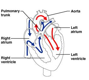 심장의구조와기능 (1 of 2) 기능 : 근육성펌프 ; 폐를통과하여말초조직으로순환시킨다.