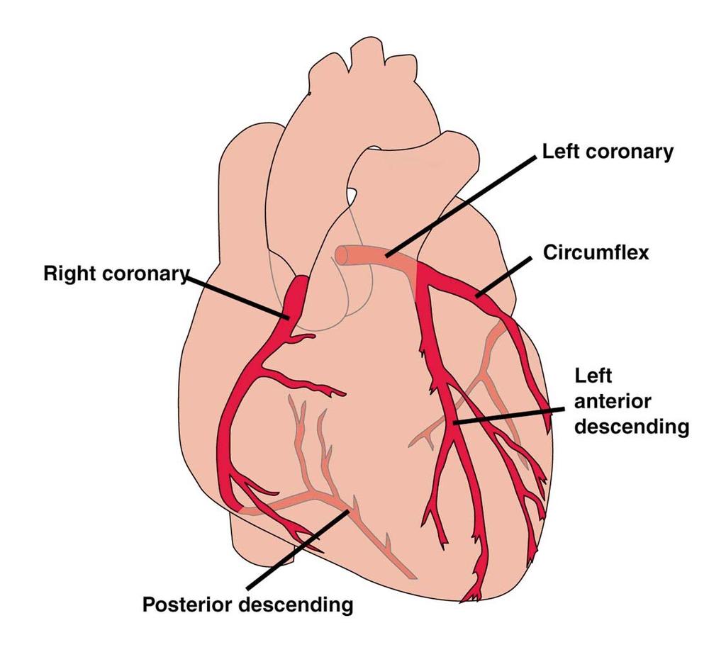 심장의혈액공급 관상동맥