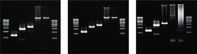 ITEM 1 PCR Enzyme 20% DNA Polymerase Enzyme Quick Selection Guide for Effective PCR DNA Polymerase General PCR / Colony PCR Long PCR (Max.