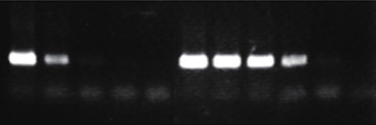 40 kb), High GC, AT Target Crude Samples Multiplex, Bisulfite Inosine Primer One-step RT-PCR Blend Taq Blend Taq Plus Quick Taq HS DyeMix -Plus- -Plus- Neo FX FX Neo -Multi & Epi- RT-PCR Quick Master