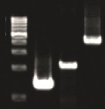 6h 5' 3' exonuclease activity - - - + 3' 5' exonuclease activity + + + - Processivity (bases) > 300 > 300 < 20 ND Elongation rate (bases/sec) 106 ~138 106 ~138 25 61 Use of DNA containig uracil - + -