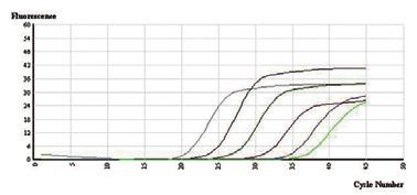 (Taq based) Amplification curve 10 4 10 1 copy 10 4 10 1 copy Directly Melting curve