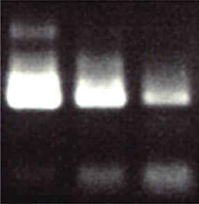 (bases/s) 106 ~ 138 25 61 높은 Reverse Transcription 효율 Pfu, Taq 등일반적인 DNA Polymerase 와의신장력비교 A B C A : ReverTra Ace B : Reverse Transcriptase (Company