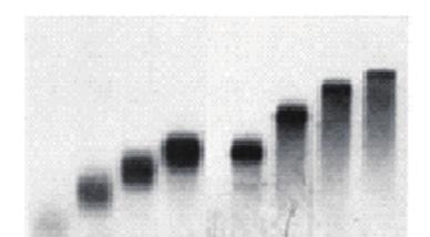 높은증폭율로범용적으로다양한 PCR 에사용가능 Blend Taq /Blend Taq -Plus- 일반 와 proofreading 기능의효소가섞인제품 Taq polymerase 보다 3~4 배낮은 error rate 최대 23 Kb 까지증폭가능 M 1 2 3 4
