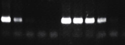 450 bp In vitro translation 결과 template human G3PDH gene 대용량 qpcr 에적합한제품으로 cdna 합성과 qpcr 을한번에!