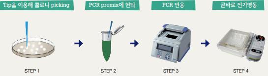 # RR300) 특징 편리함 : 효소, buffer, dntp, loading dye 포함하는 2 Premix