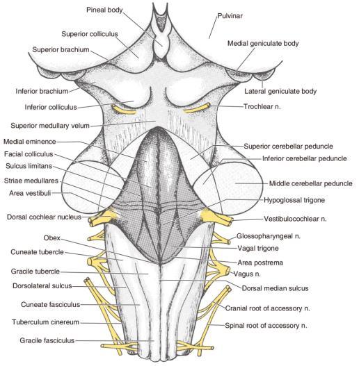 cranial nerve VI, VII, VIII 3. 뒤면 Posterior surface (1) Gracil tubercle( 널판다발결절 ) & cuneate tubercle( 쐐기다발결절 ) (2) 제 4 뇌실 ( 아래쪽 1/2) 의바닥 : (3) Inferior cerebellar peduncle( 아래소뇌다리 ) 그림 6-1 2. Pons 1.
