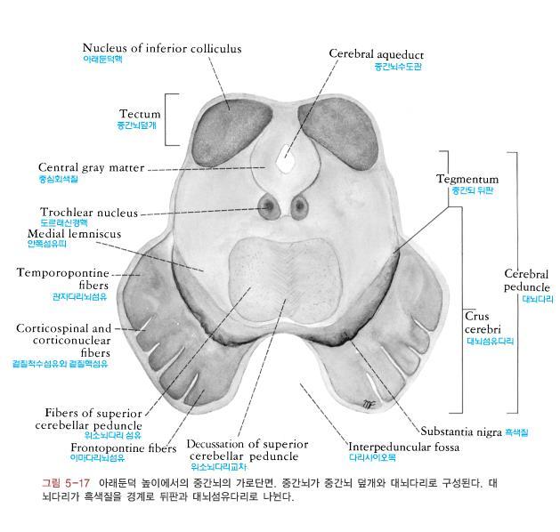 3. 중간뇌 (midbrain) Tectum ( 덮개 ) Cerebral peduncle ( 대뇌다리 ) Tegmentum ( 뒤판 ) Substantia nigra ( 흑색질 ) Basis peduncli ( 다리밑동 ) = Crus cerebri ( 대뇌섬유다리 ) 1.